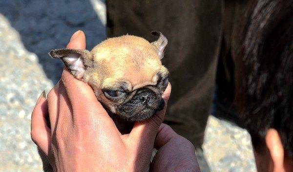 小巴哥犬.巴哥犬原产地应该是中国.