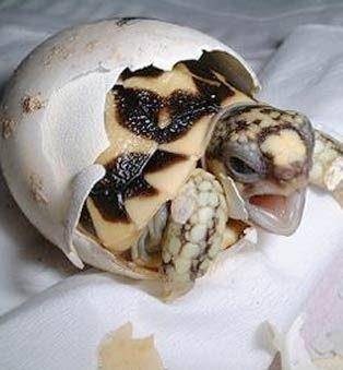 你们见过刚出生的小乌龟吗?我也没见过!