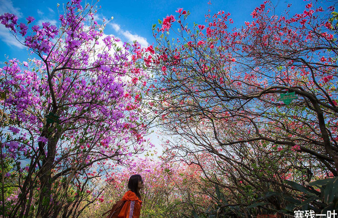 杜鹃花,在很多地方又称映山红,那是因为一个古老的传说.