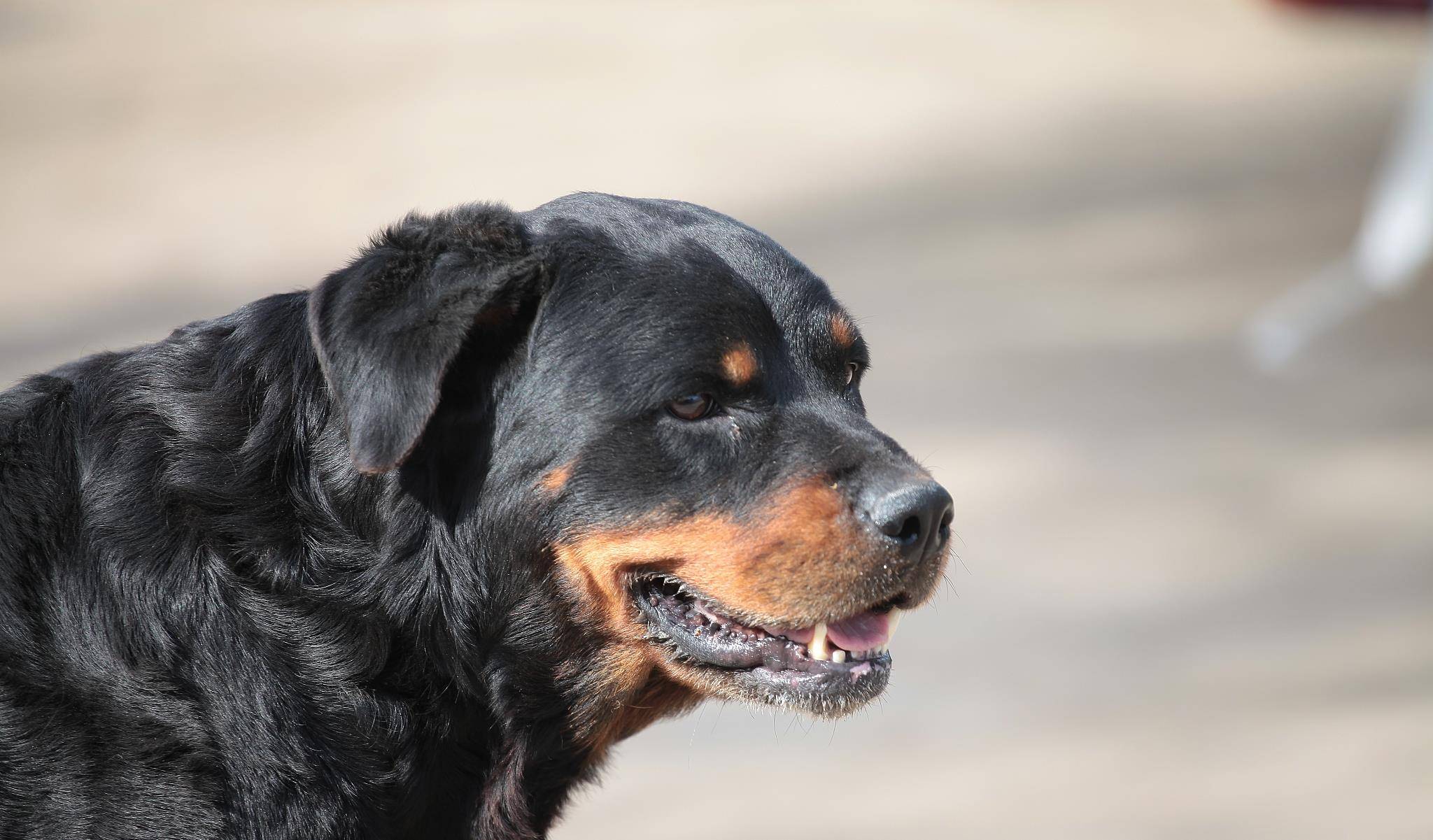 曾经被用来看守牛群的罗威纳犬