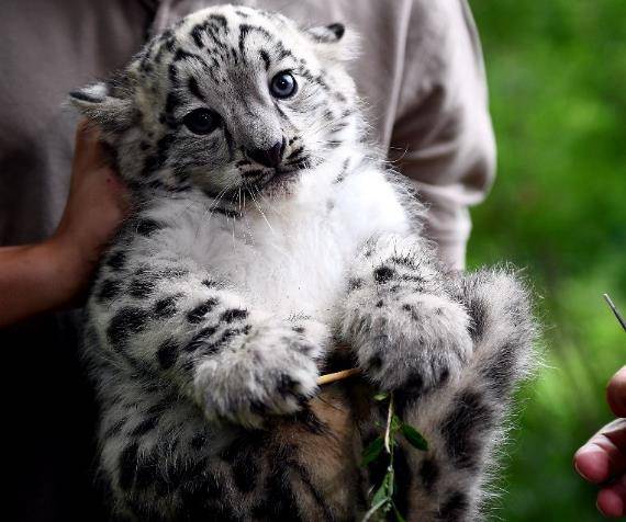 小雪豹看起来就像是宠物猫,很是勇敢,你喜欢它吗?