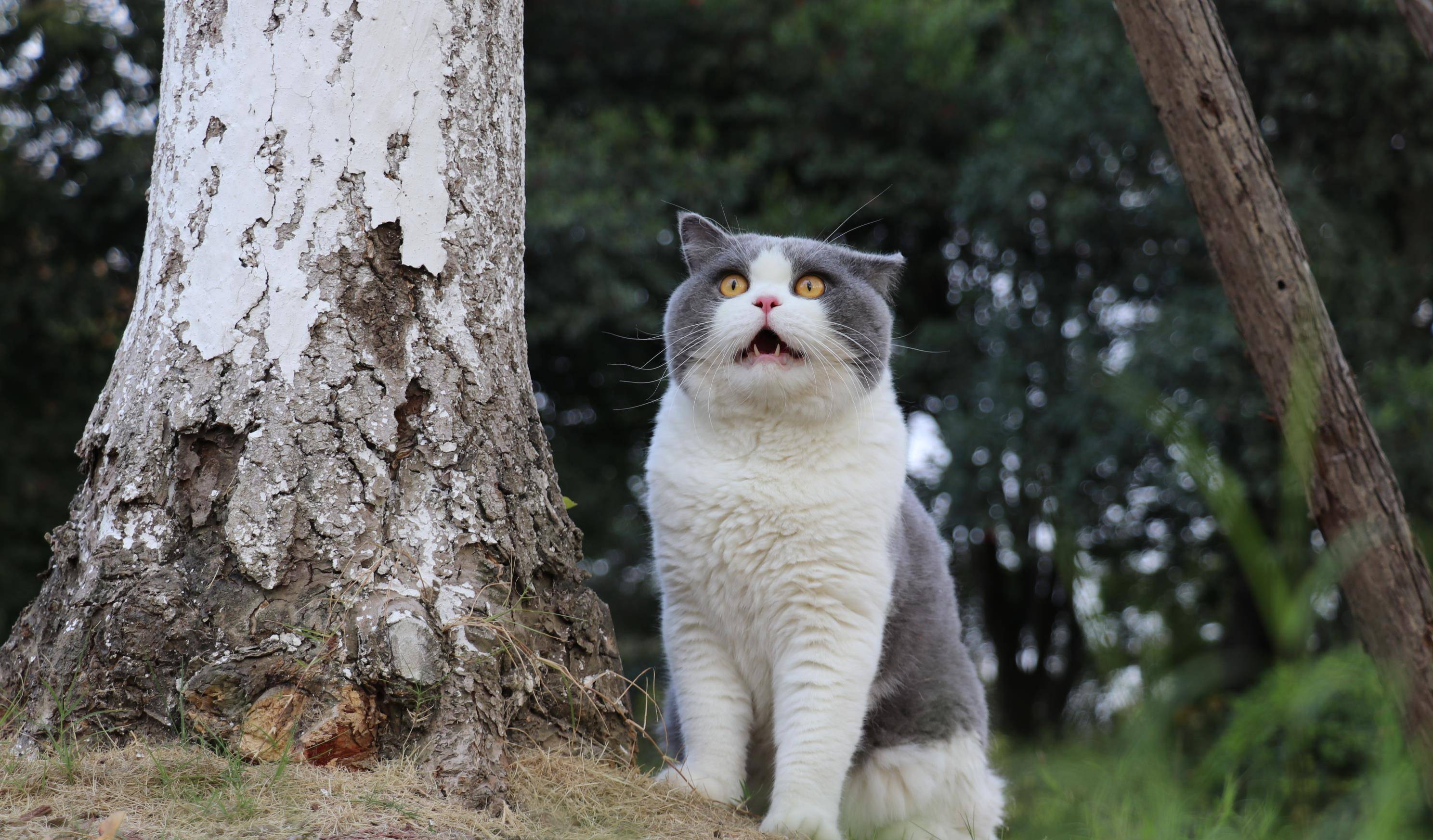 沐米宠物 英短蓝白 蓝猫高清照片