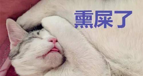 笑哭!猫咪闻主人臭脚后的反应,被臭到怀疑"喵"生