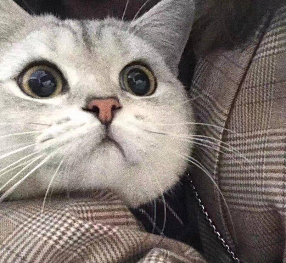 头像猫 来自搜狐网