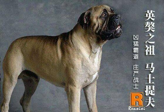 马士提夫犬也被猛犬爱好者称之为大马