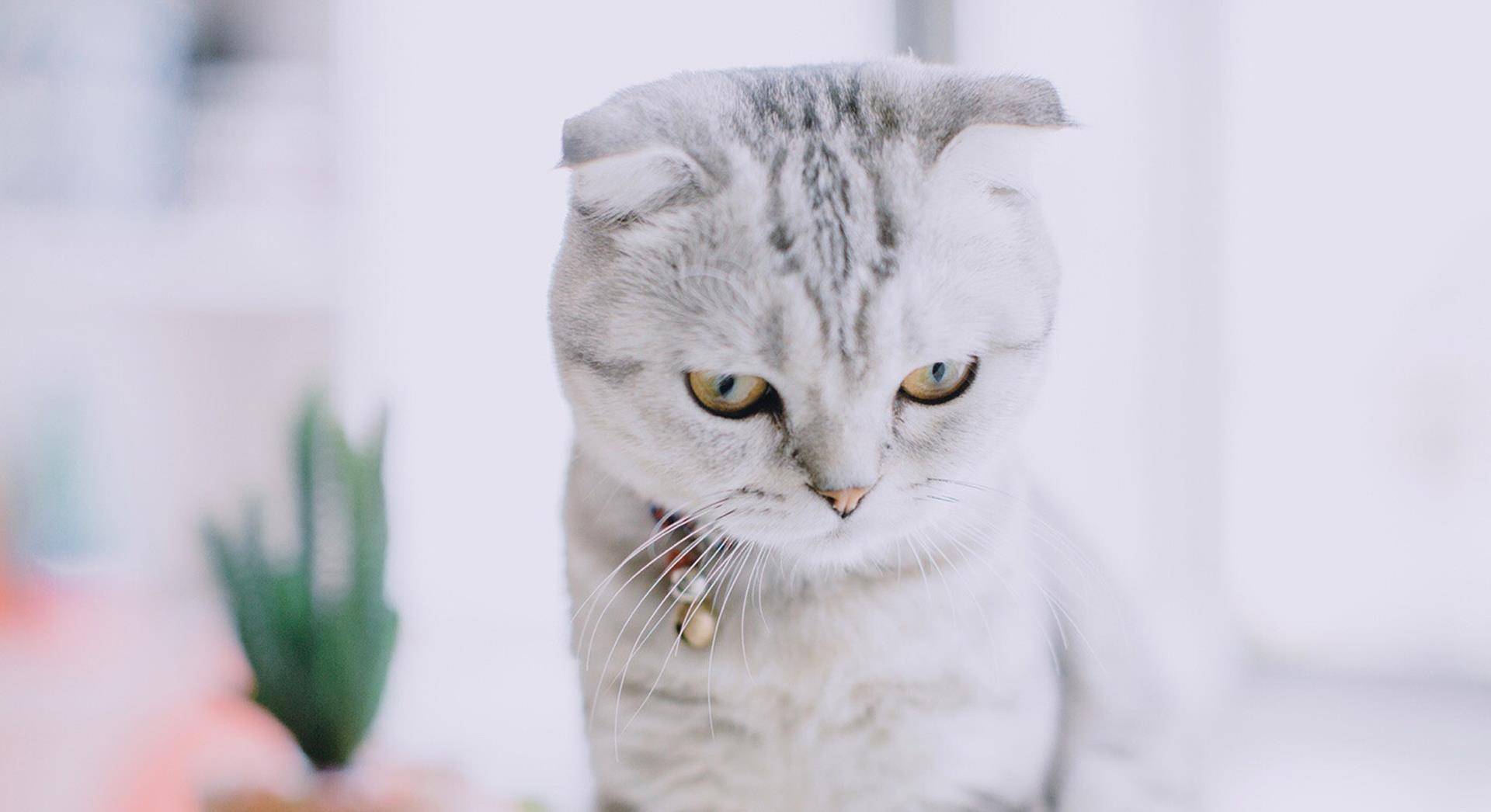 网红猫咪高清萌宠动物图片