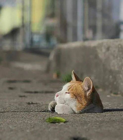 猫咪悄悄从下水道伸了个头出来