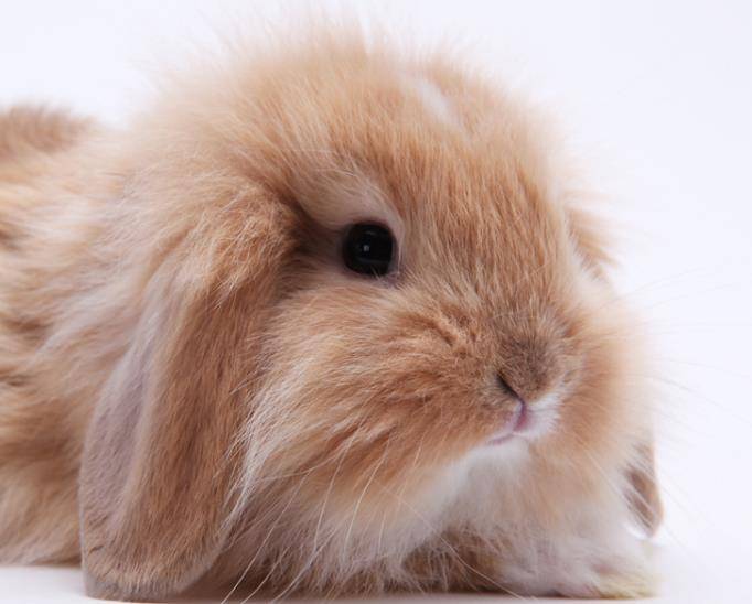 长毛垂耳兔属宠物兔,标准体重为 3.5—4 磅,是小型兔之一