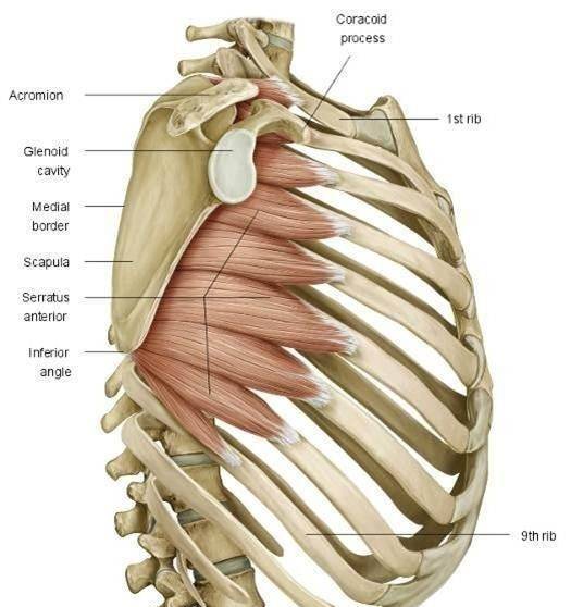 原创大白话运动解剖学第一课(胸肌部分),健身不求人!