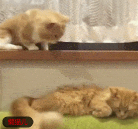 腿到用时方恨短小短腿猫咪伸腿撩橘猫可怎么都够不着