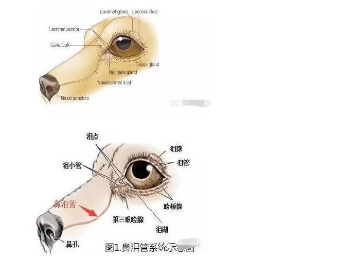 兽医提醒狗狗流泪有6种原因还跟健康有关请不要忽视了