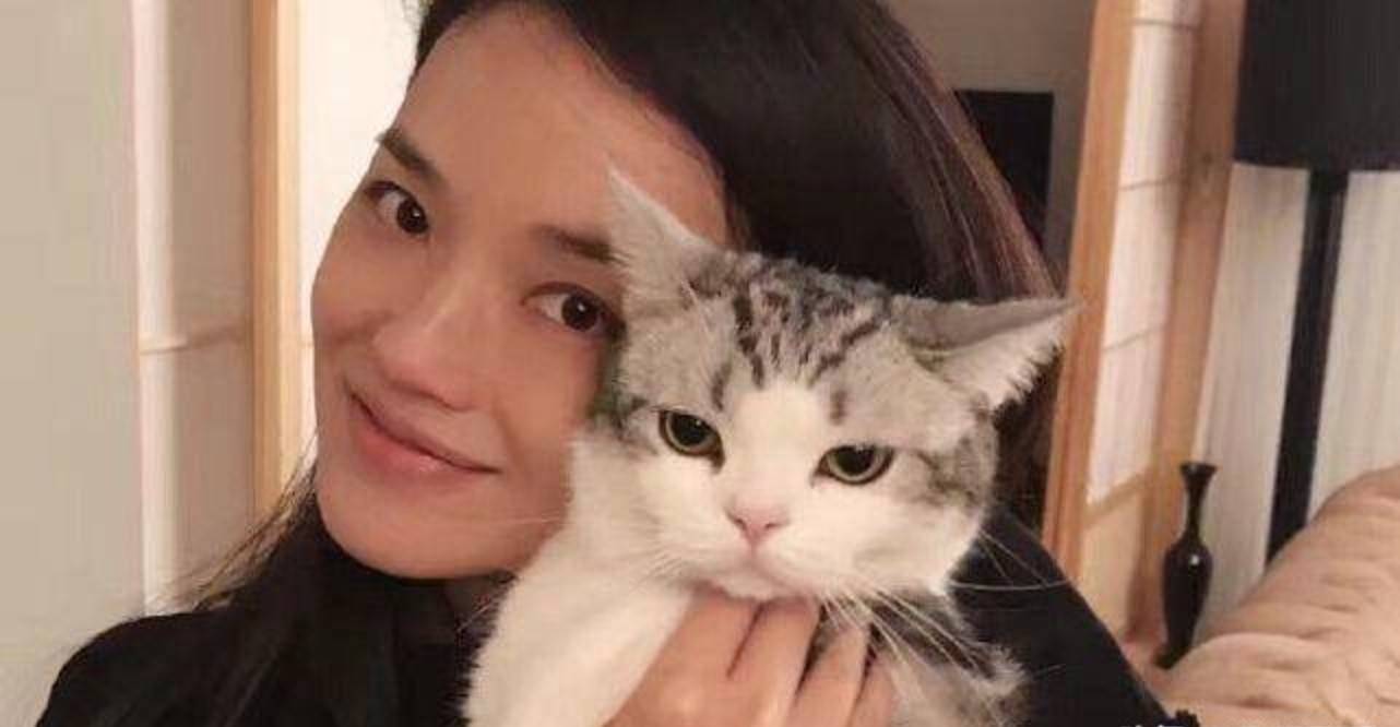 娱乐圈喜欢养猫的美女明星都有谁