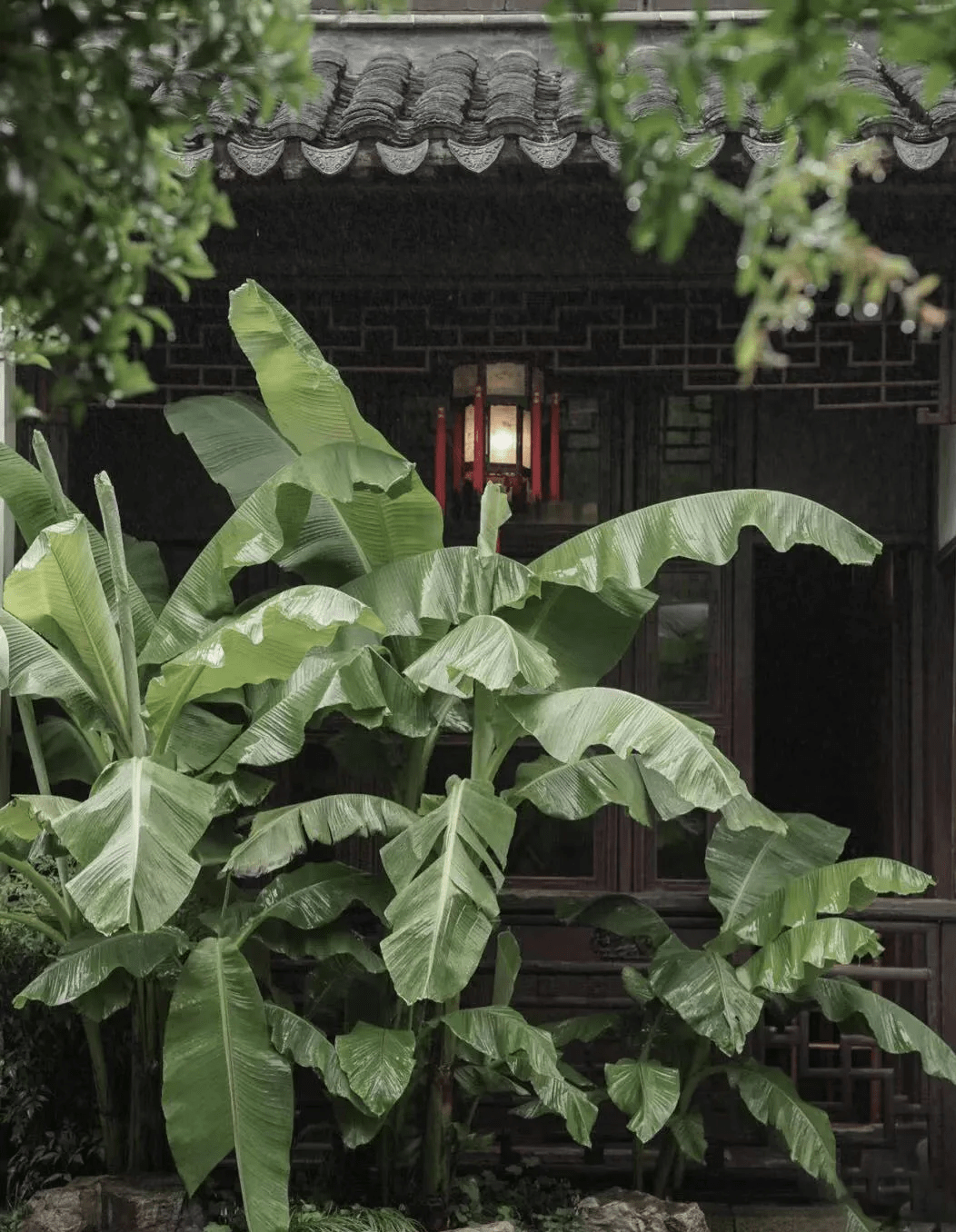 雨打芭蕉,阴满中庭,苏州园林的夏季与芭蕉更配哦!