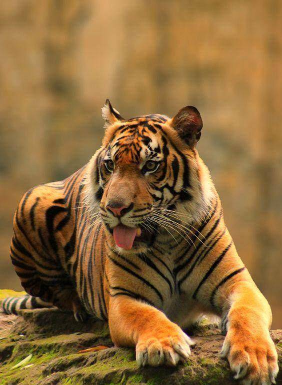 并且在中国分部极为广泛,据说华南虎就是所有种类老虎的祖先