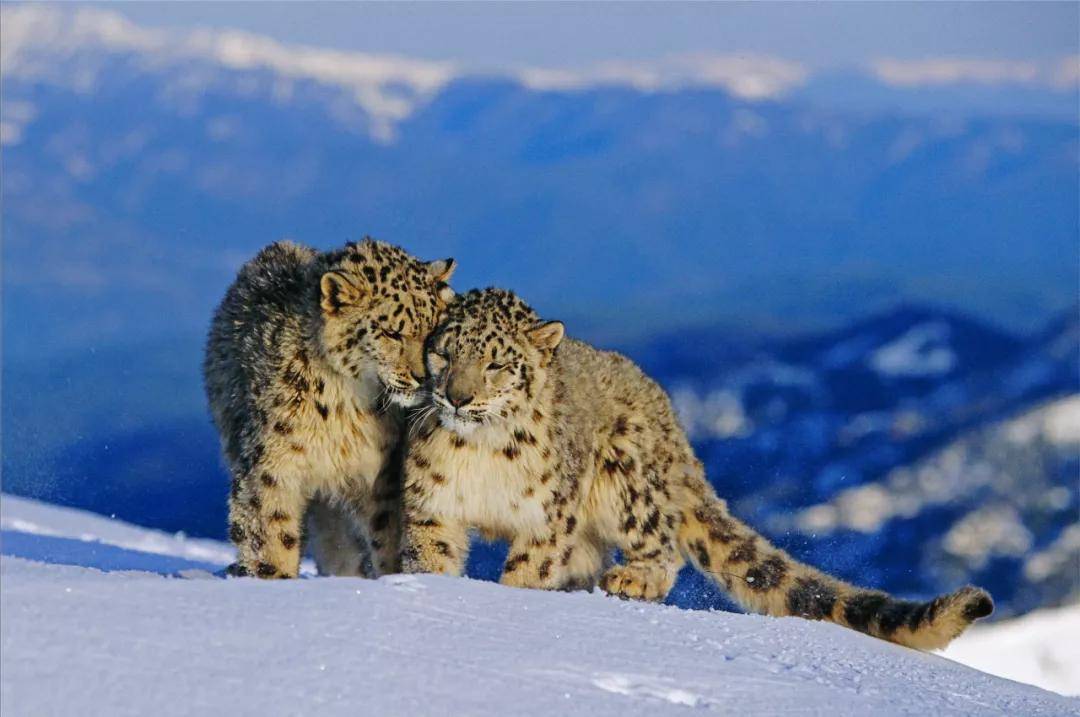 雪豹孤傲的雪山之王三江源国家公园野生动物百科小地球旅行原创