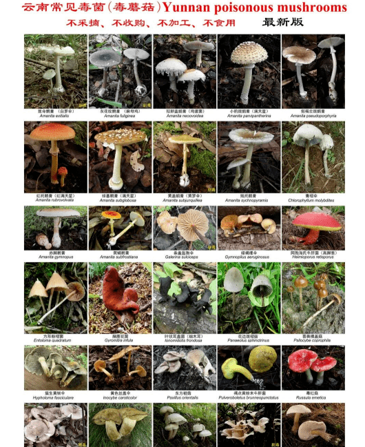 云南常见30种毒菌种种致人命转发提醒筑牢生命安全防线食用