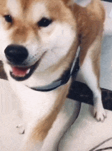 主人给柴犬剪指甲,刚碰一下钳子就开始大喊大叫,狗:这