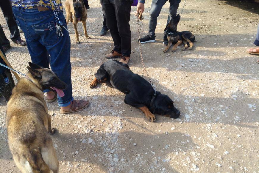狗市:训练有佳的罗威纳犬男子报价2000元,围观人却喊贵?