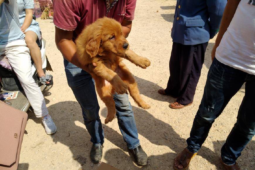 石家庄马犬出售_烟台马犬赶集网_烟台马犬出售价格