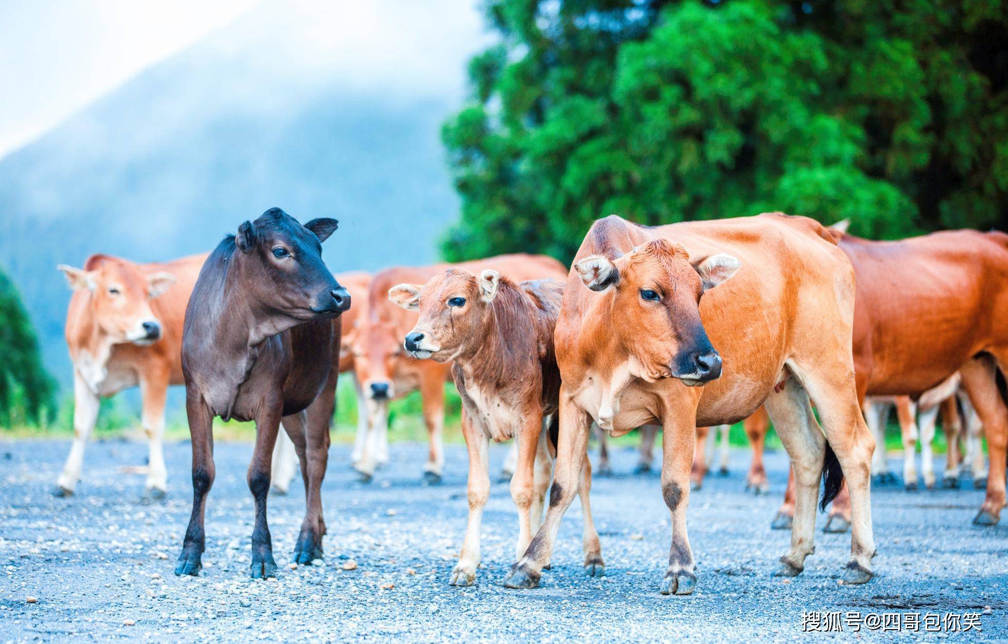 西沙东岛,有很多来历不明的野牛群,专家分析牛粪找到答案