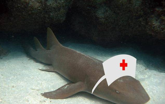 护士和锥齿鲨 的意思,人们觉得护士鲨好记,这种鲨鱼莫名其妙的就被