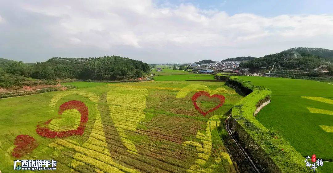 古辣以香米闻名,又以稻画惊人 每年夏秋,稻花香里稻画绝 稻浪翻滚时