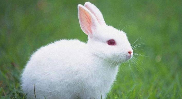 原创世界最可爱的兔子,成年后体重也只有2斤,一只手就能捧住