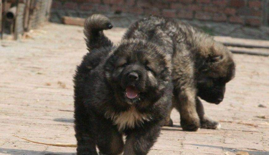 原创犬中霸主的高加索犬,智商怎么样,适不适合家庭喂养