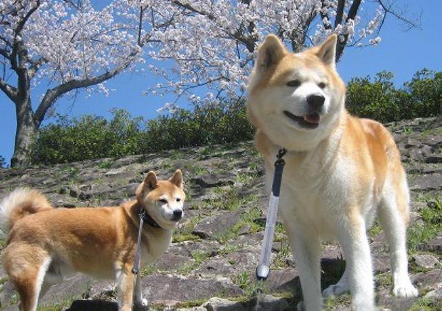 日本的国犬,秋田犬的饲养,别把柴犬当秋田养哦