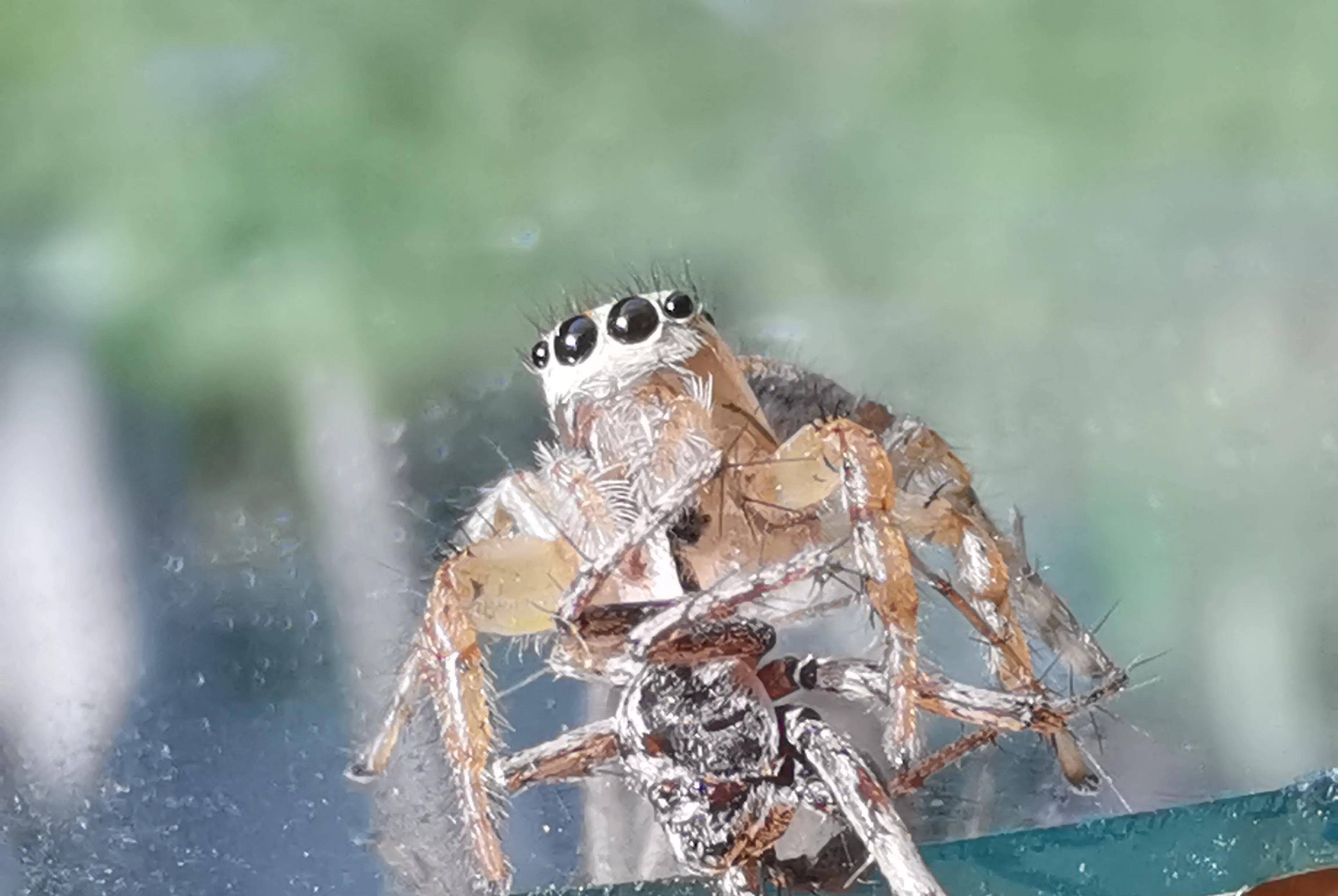 跳蛛猎杀蜘蛛 一项最新研究显示八眼跳蛛拥有360度视觉范围,同时,它还