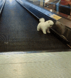 博美第一次坐电梯,结果方向给坐反了,看到这一幕后主人却笑喷了