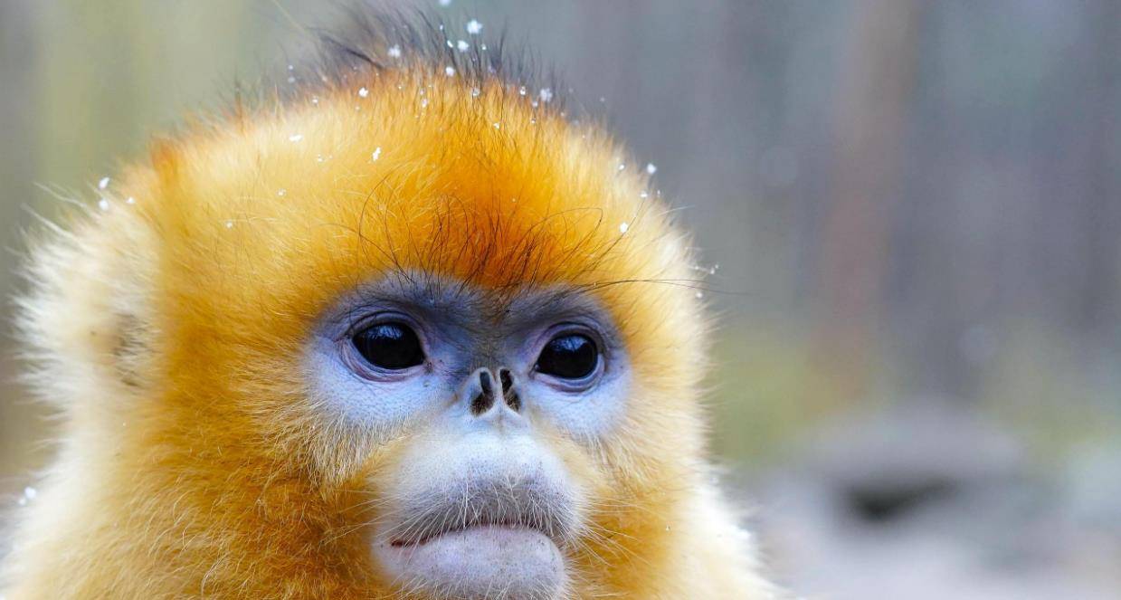 川金丝猴的交配与繁衍,奇怪的知识又增加了