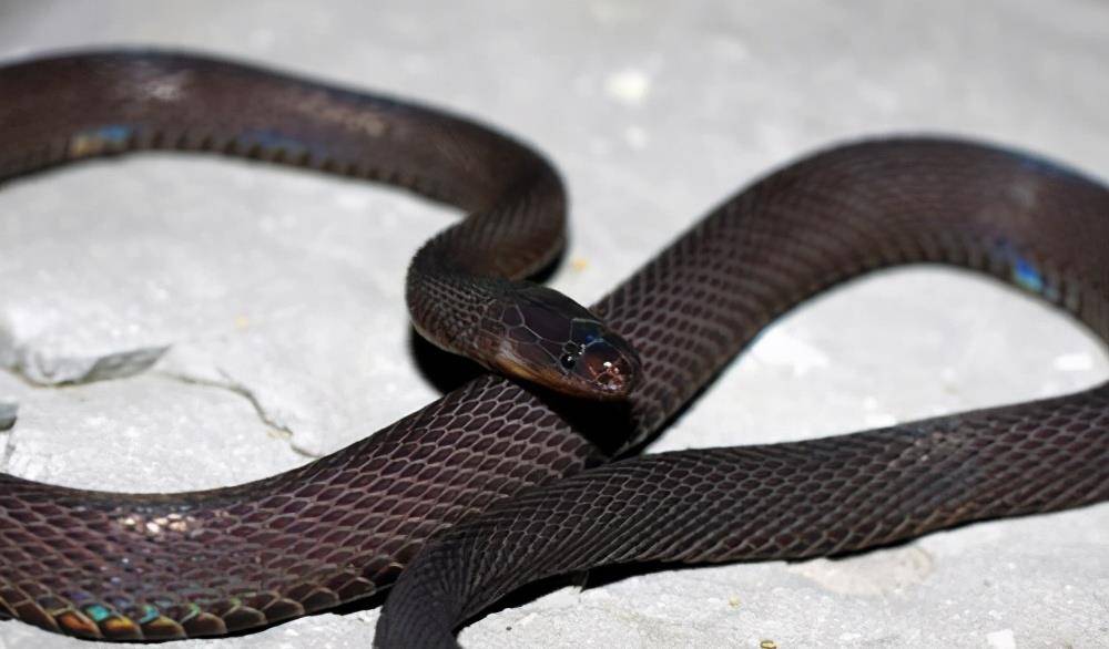 湖南黑脊蛇,无毒蛇,可真够黑的