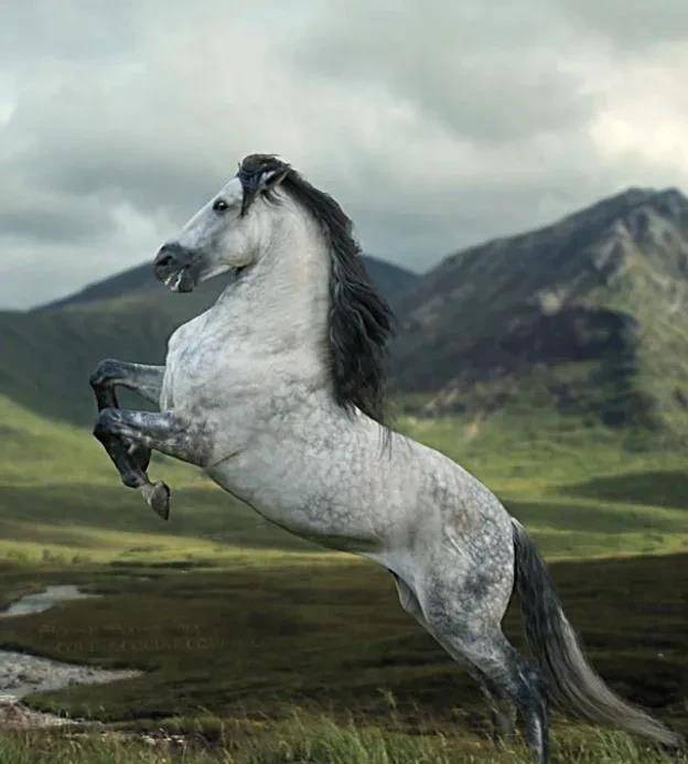 10种世界知名的马