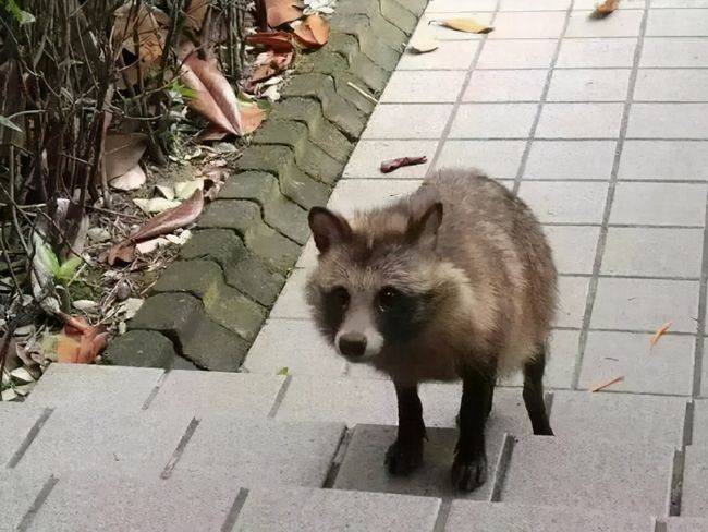 野生动物貉为何会在上海小区局部泛滥是生态变好了吗