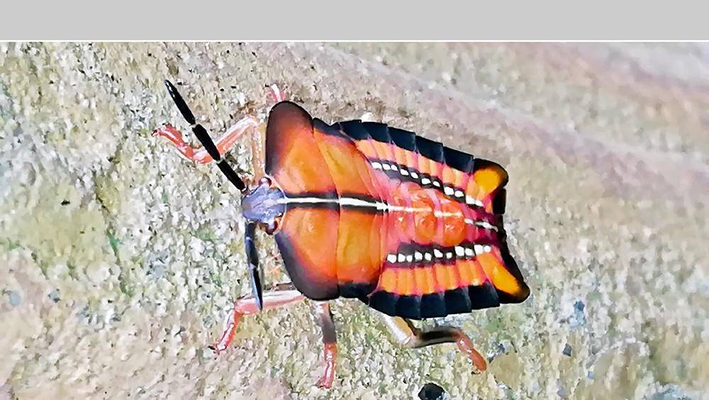 手机拍摄,荔枝椿象若虫