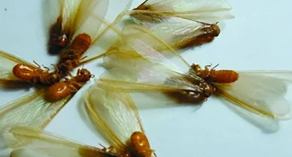 在白蚁群里,有着一些特殊的白蚁(有翅的雄蚁和雌蚁).