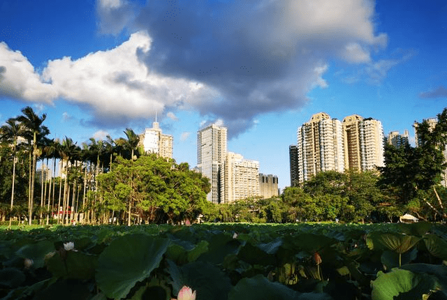 深圳5到6月份最美的公园,就数洪湖公园,来看看怎么样?