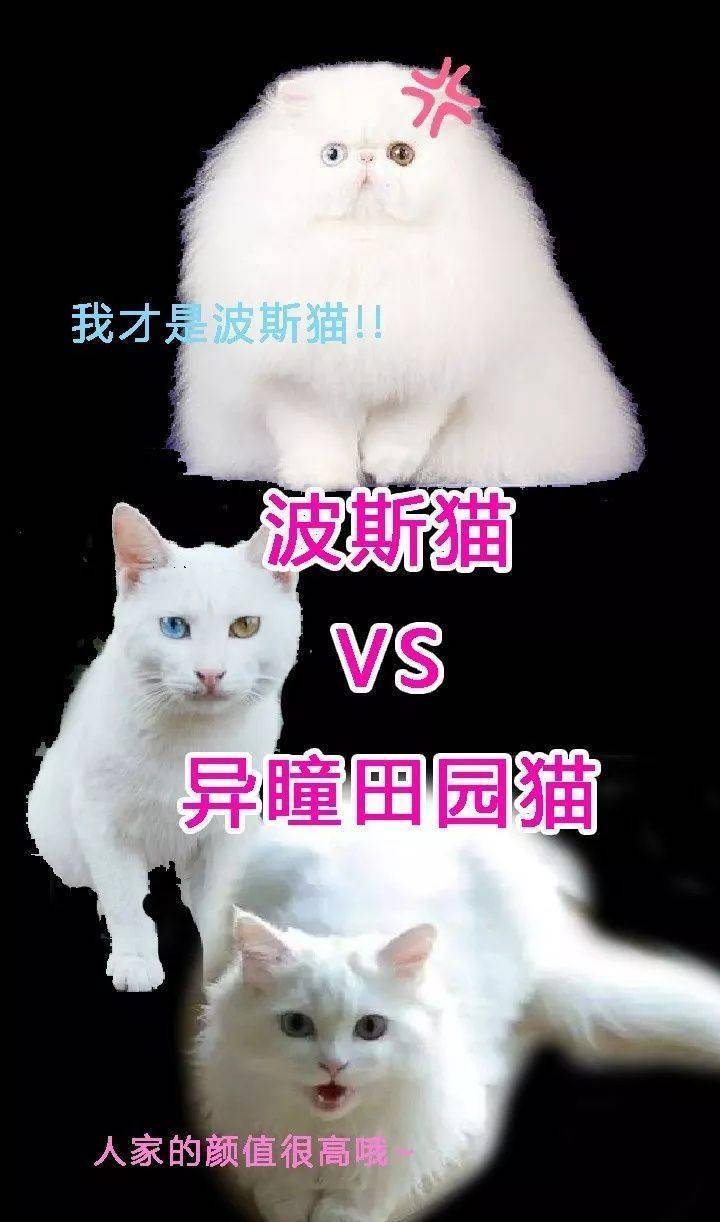 波斯猫vs异瞳田园猫,别再傻傻分不清楚!喵咛生活