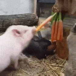 狗子:别人家的汪吃香喝辣吹空调,我为啥要伺候这些兔子这些猪!