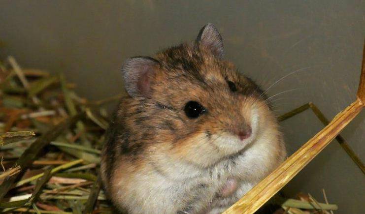 坎氏毛足鼠(学名:phodopus campbelli):又称坎贝尔仓鼠,是一种小型