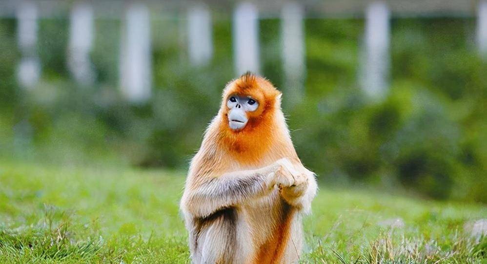 缅甸发现一种猴子新种类,幼时白毛长大黑灰,全球只有200多只
