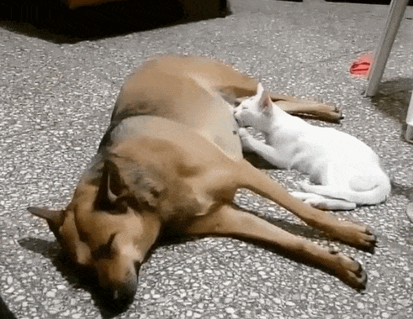 猫咪趁狗狗睡觉 偷喝狗狗的奶水 喵:有奶就是娘
