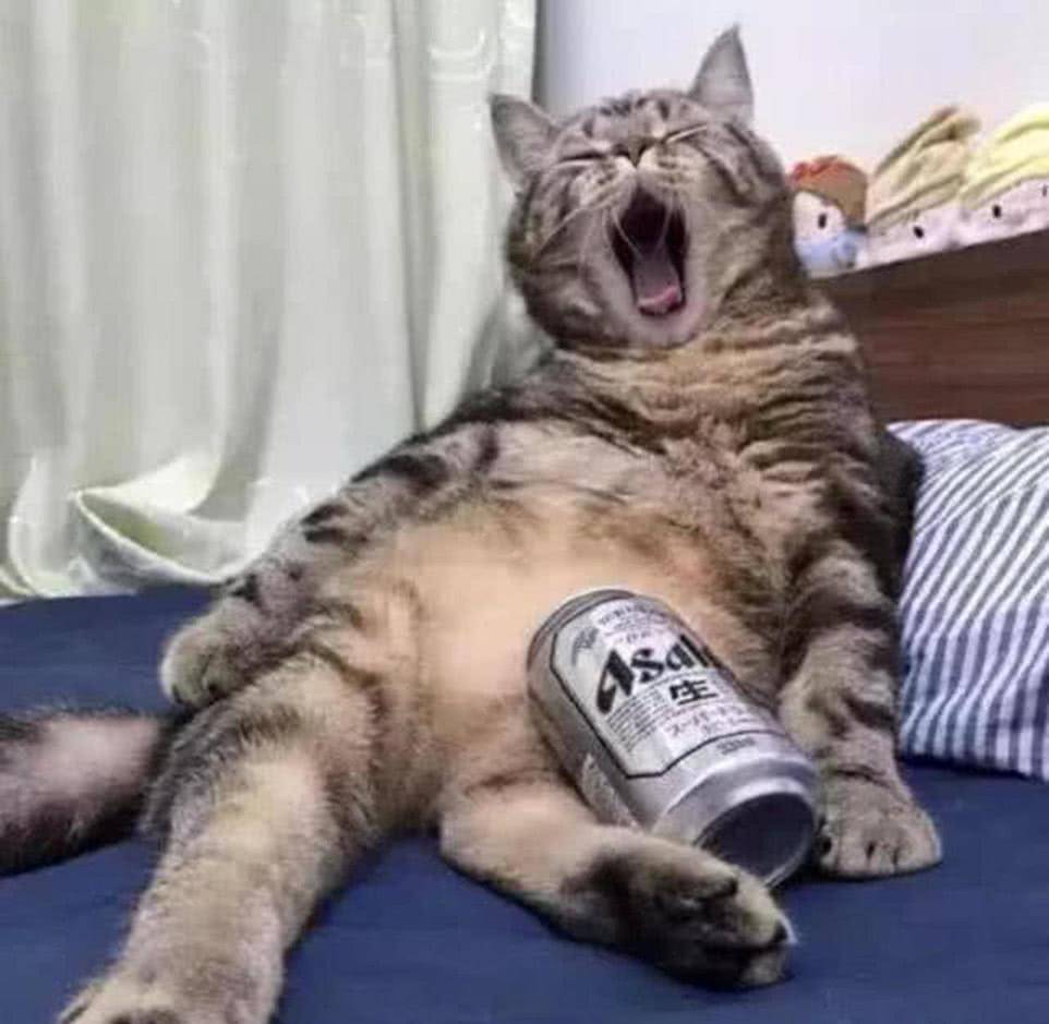 原创猫咪偷喝主人啤酒,喝醉后直接瘫在了床上,表情笑翻人:再来一瓶