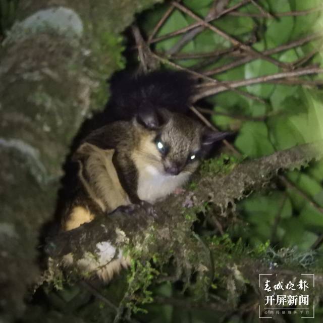 啃嫩叶,舔毛发,萌萌的李氏小飞鼠"现身"高黎贡山百花岭片区