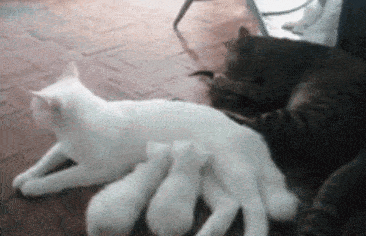 原创猫妈生下三只小奶猫,猫爸只宠爱一只,主人一看瞬间笑喷