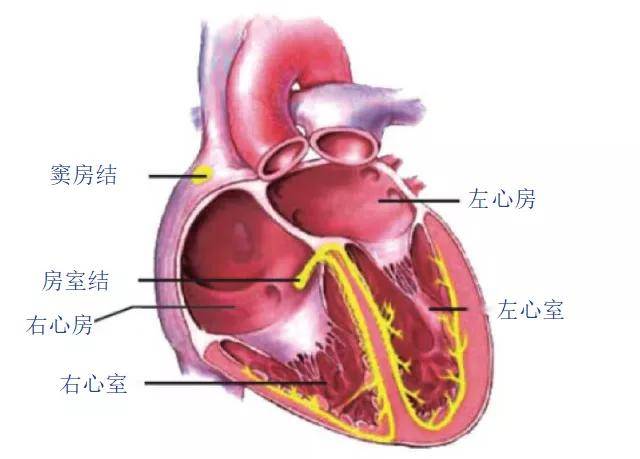 人的心脏有四个腔室,分别是左心房,左心室,右心房,右心室.