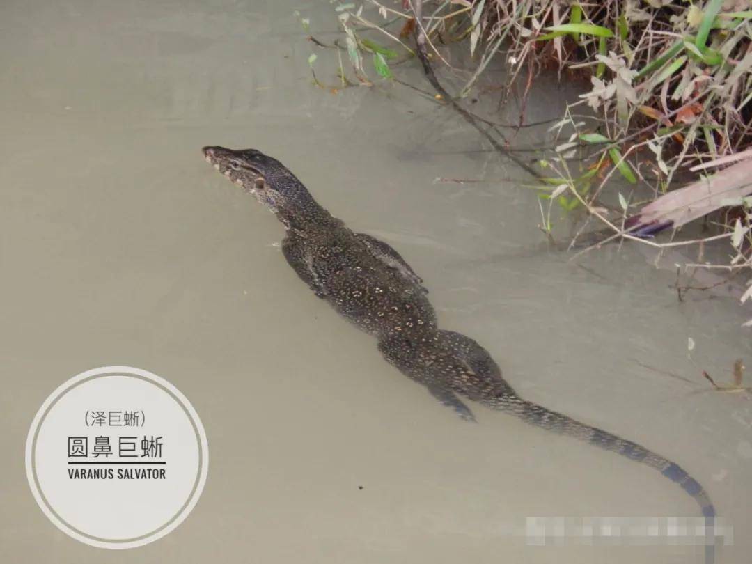 中文里面它也被叫做"水巨蜥"或者"泽巨蜥".