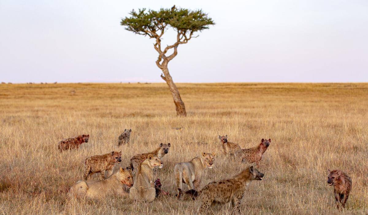 视觉非洲:非洲草原上最凶残的动物斑鬣狗
