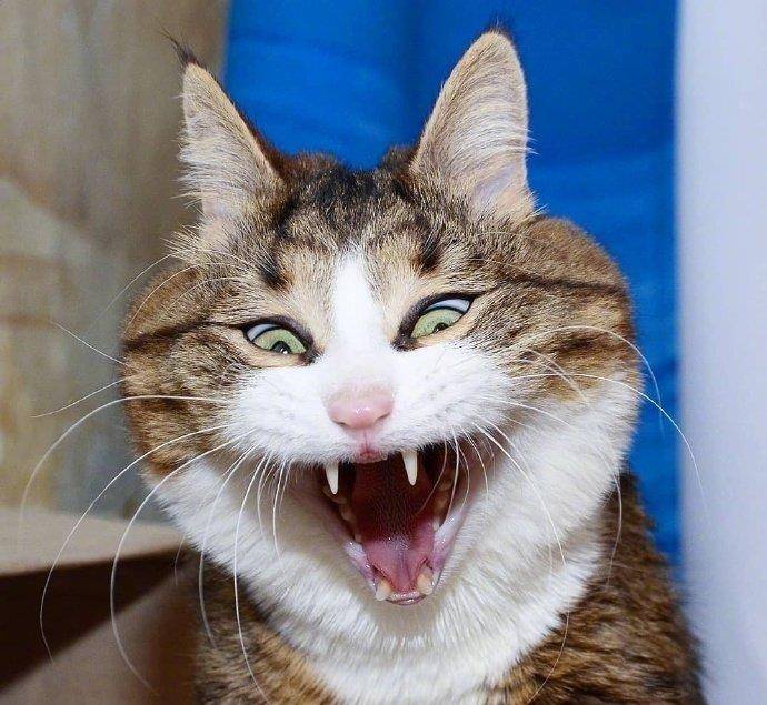 一只名叫rexie的猫,每一个笑容都是表情包,太有戏了!